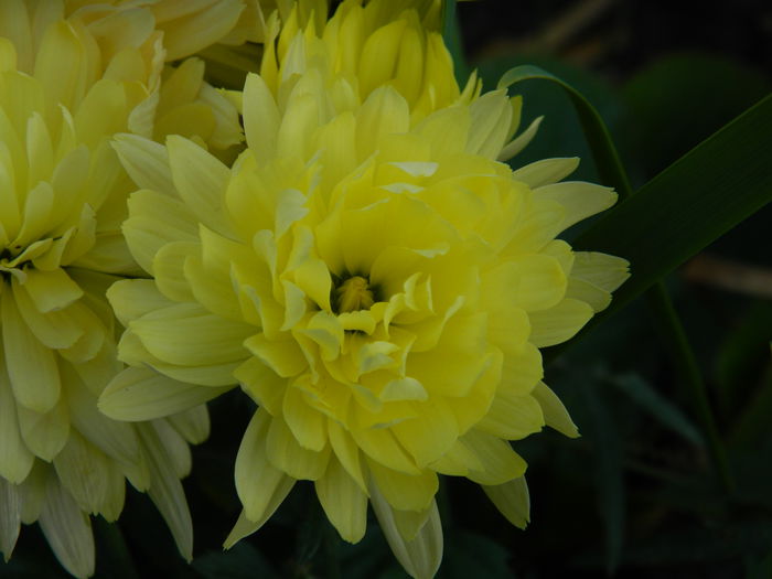 DSCN5309
