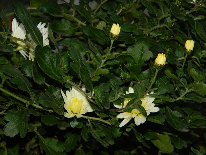 DSCN5313