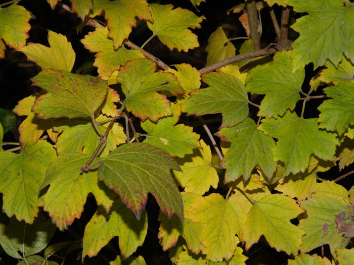 DSCN5349 - DECEMBRIE_2014