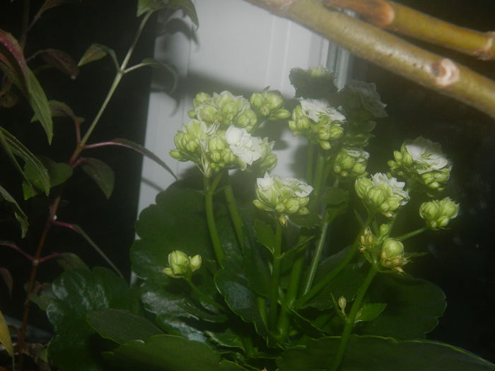 DSCN5387