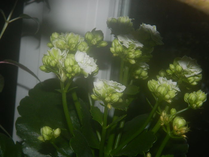DSCN5388