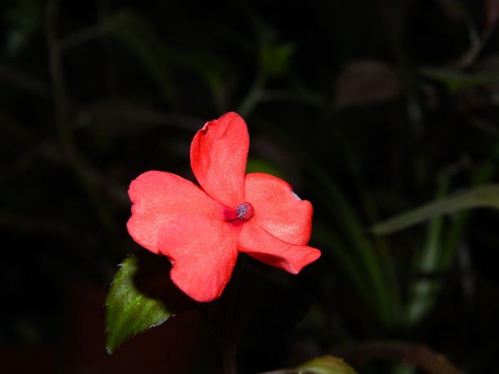 DSCN5402