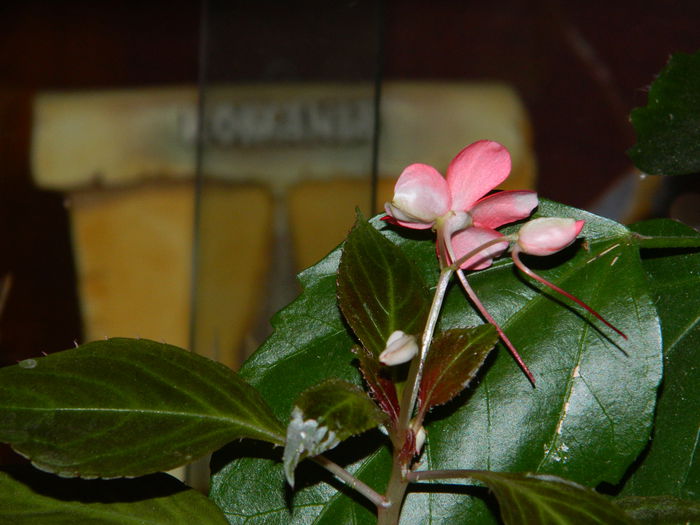 DSCN5407