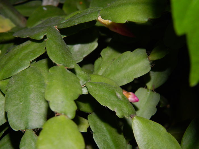 DSCN5411