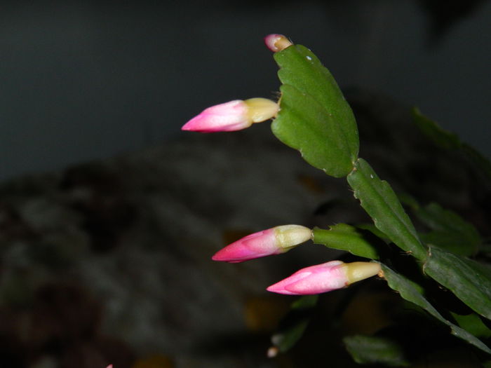 DSCN5412
