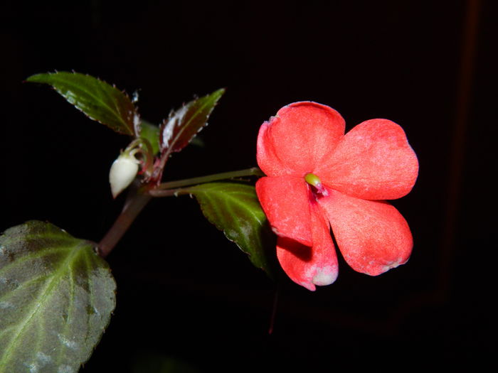 DSCN5414