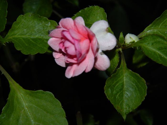 DSCN5416