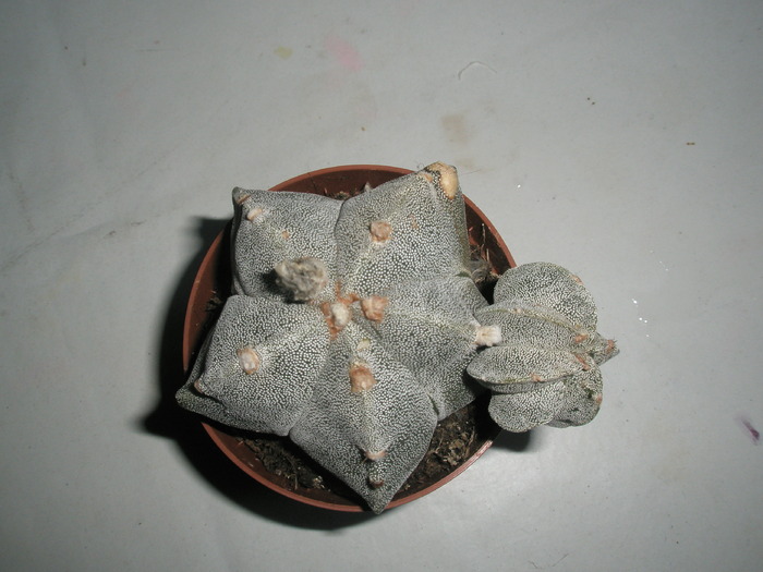 Astrophytum myriostigma apical - Achizitii 2010