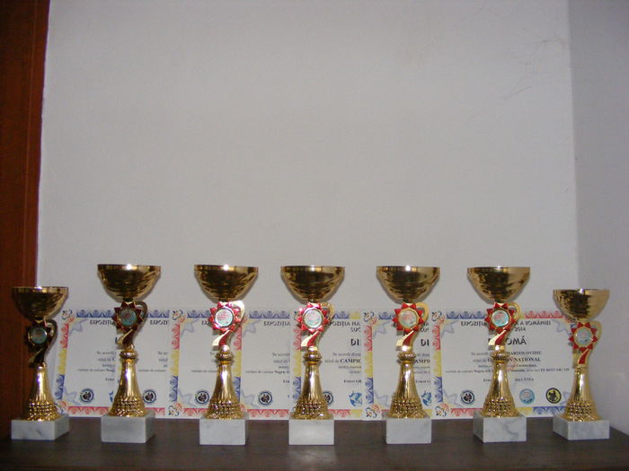 DSCF7775 - REZULTATE DIPLOME NATIONALA SUCEAVA 28-30 NOV 2014