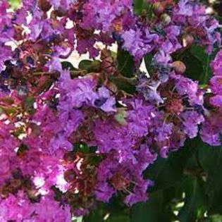 lagerstroemia Powhatan; Bulgaria
