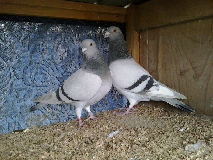  - FOTO PORUMBEI