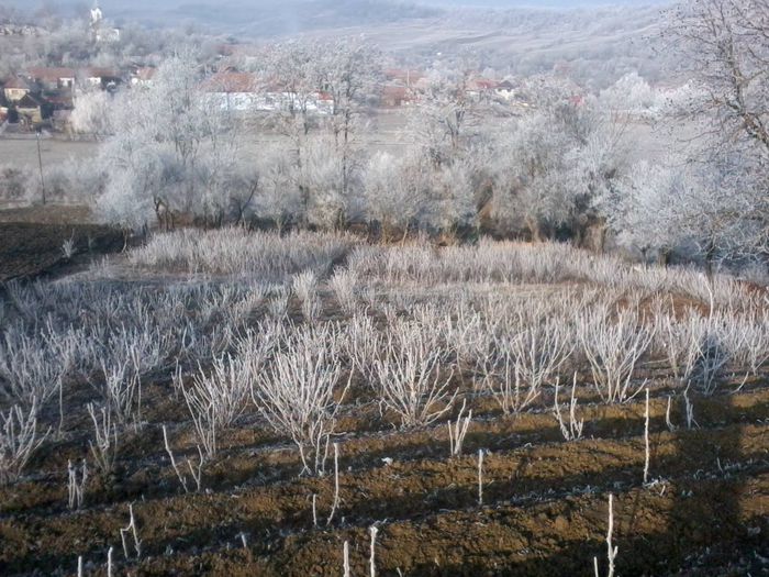 Coacazele cu chiciura dec 2014; Gradina
