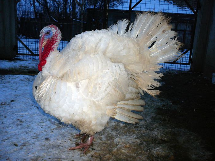 09.12.2014 - 2014 Curcani-Big 6