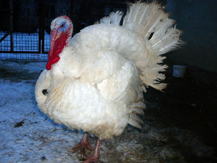 09.12.2014 - 2014 Curcani-Big 6