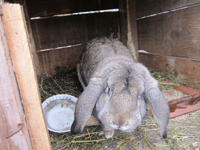 masc - berbeci germani