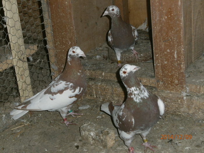 PC090073