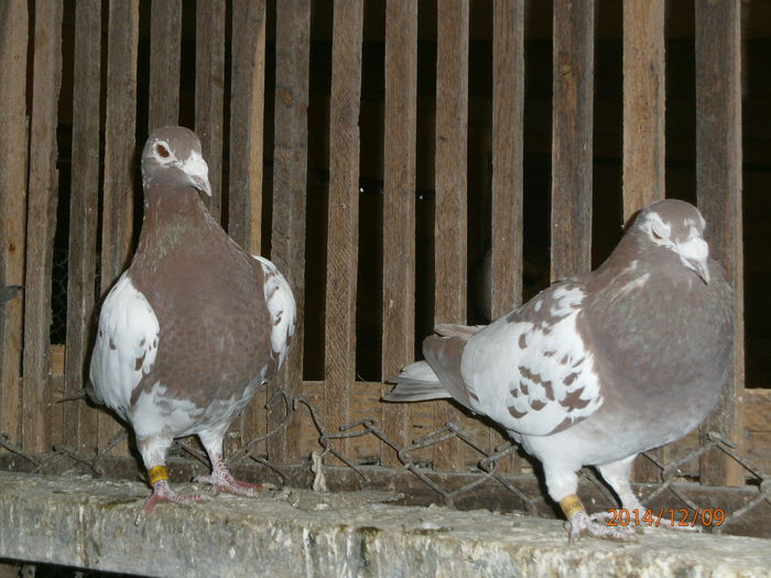 PC090076
