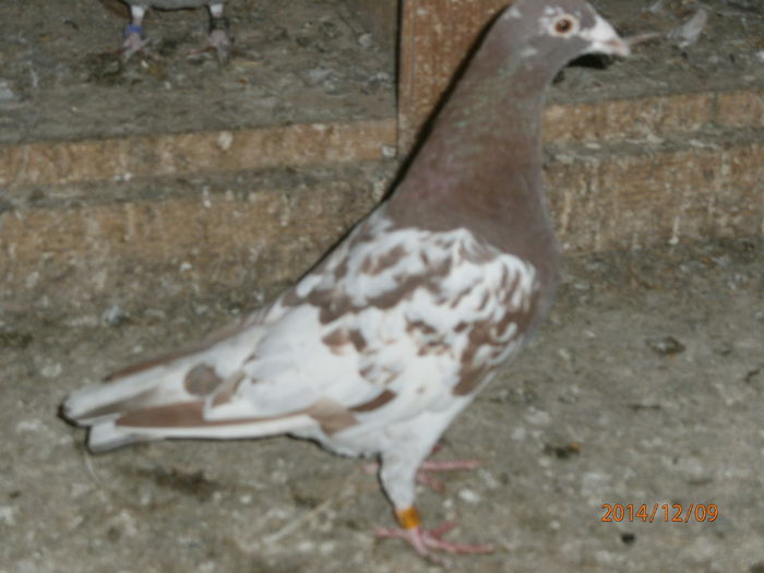 PC090086