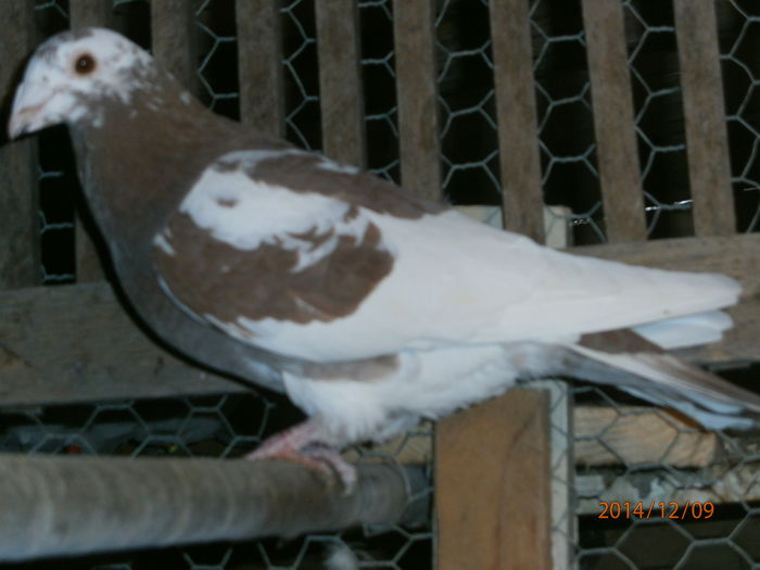 PC090087