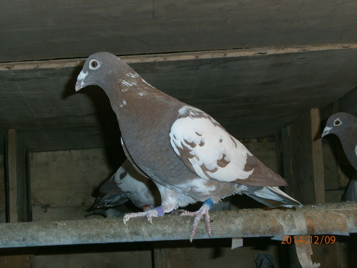 PC090093