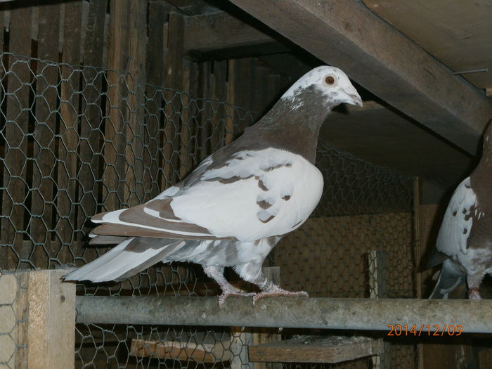 PC090094