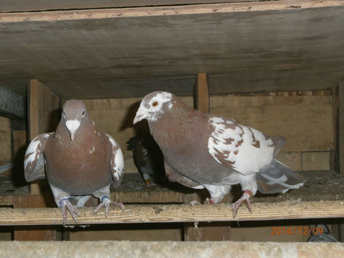 PC090095