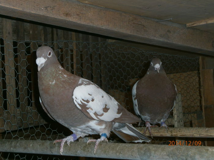 PC090096