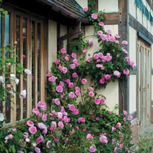 Gertrude Jekyll - TRANDAFIRI ENGLEZESTI - David Austin