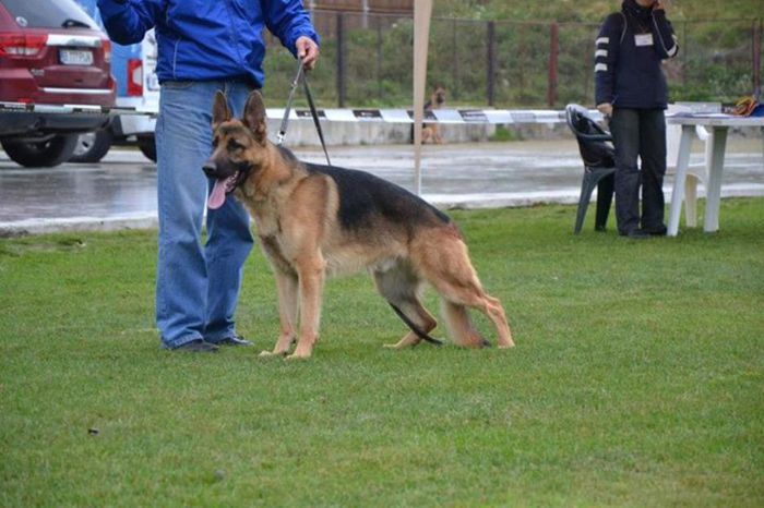 http:ciobanescgerman.eu; Hector Dog Cosmino
  pr.CANISA DOG COSMINO

