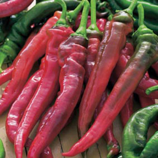 Ardei dulce de boia-Doux tres long des Landes - SEMINTE HOBBY de legume si plante aromatice