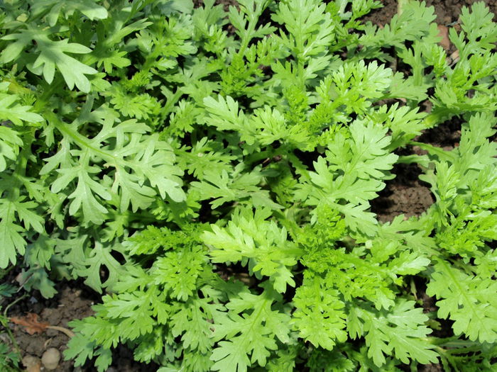 Crizantema comestibila Shungiku - SEMINTE HOBBY de legume si plante aromatice