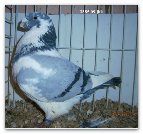 H 09 - 3385 - ARHIVA   AMERICANI   VINDUTI