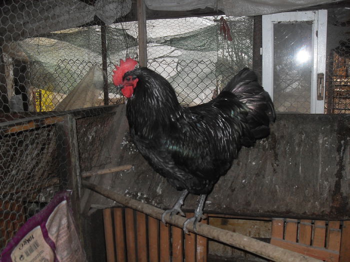 SDC10705 - Australorp