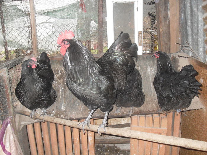 SDC10713 - Australorp