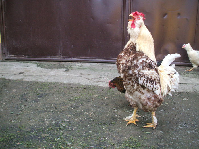 DSCF0254 - 2 rasa paternala - rooster breed - male chicken breed