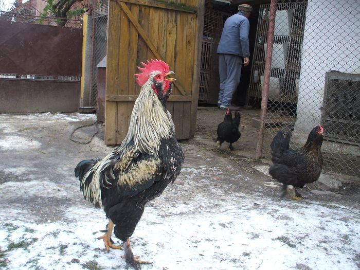 DSCF5161 - 2 rasa paternala - rooster breed - male chicken breed