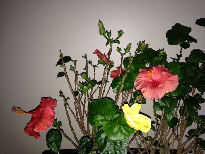 09 dec. 2014 - Hibiscus