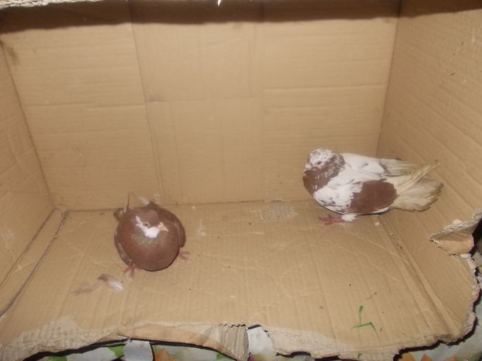 pereche birghami 2014