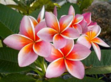 Plumeria_Sunshine-Apricot