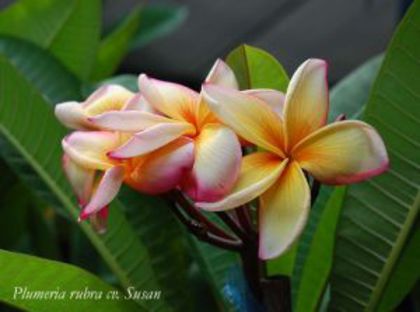 Plumeria_Susan - Poze cu soiuri de plumerii