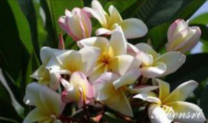 plumeria_phensri - Poze cu soiuri de plumerii