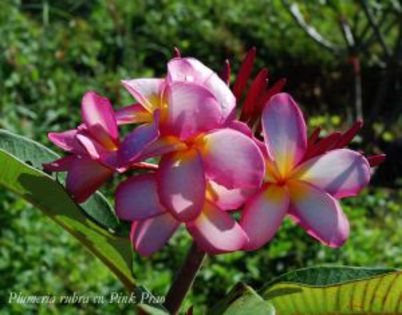 plumeria_pink-prao - Poze cu soiuri de plumerii