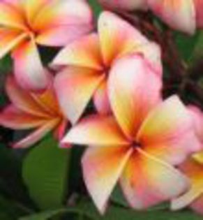 plumeria_pk-141