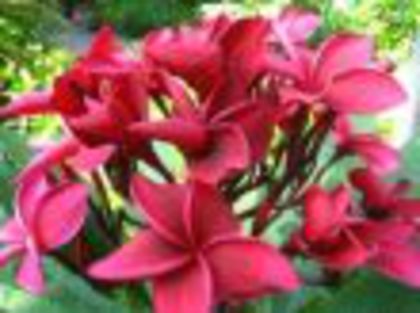 plumeria_Red-Apple