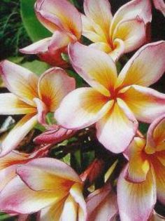 plumeria_pink_chaophraya - Poze cu soiuri de plumerii