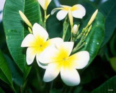 plumeria_sherman-white - Poze cu soiuri de plumerii