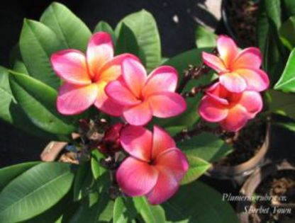 plumeria_sherbet_town