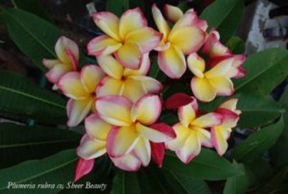 plumeria_sheer-beauty - Poze cu soiuri de plumerii