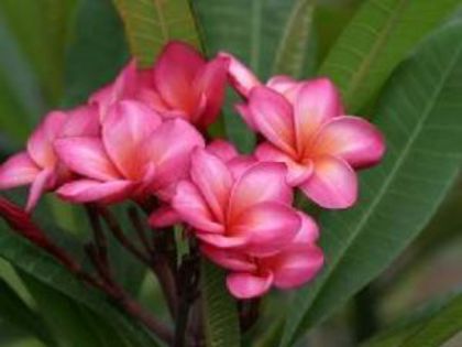 plumeria_seesod-pattalung - Poze cu soiuri de plumerii