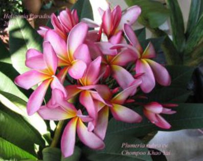 plumeria_chompoo-khao-yai - Poze cu soiuri de plumerii